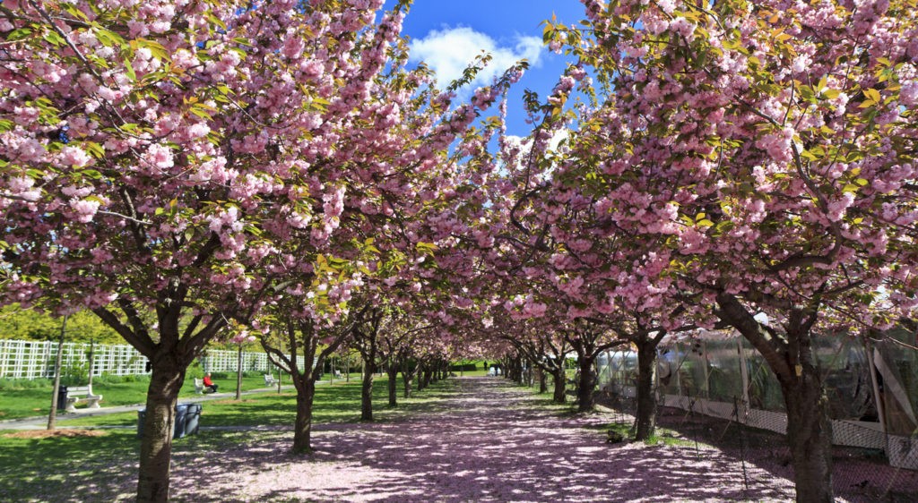 Two rows of blooming cherry trees at the Brooklyn Botanical Gardens in Brooklyn, NY.