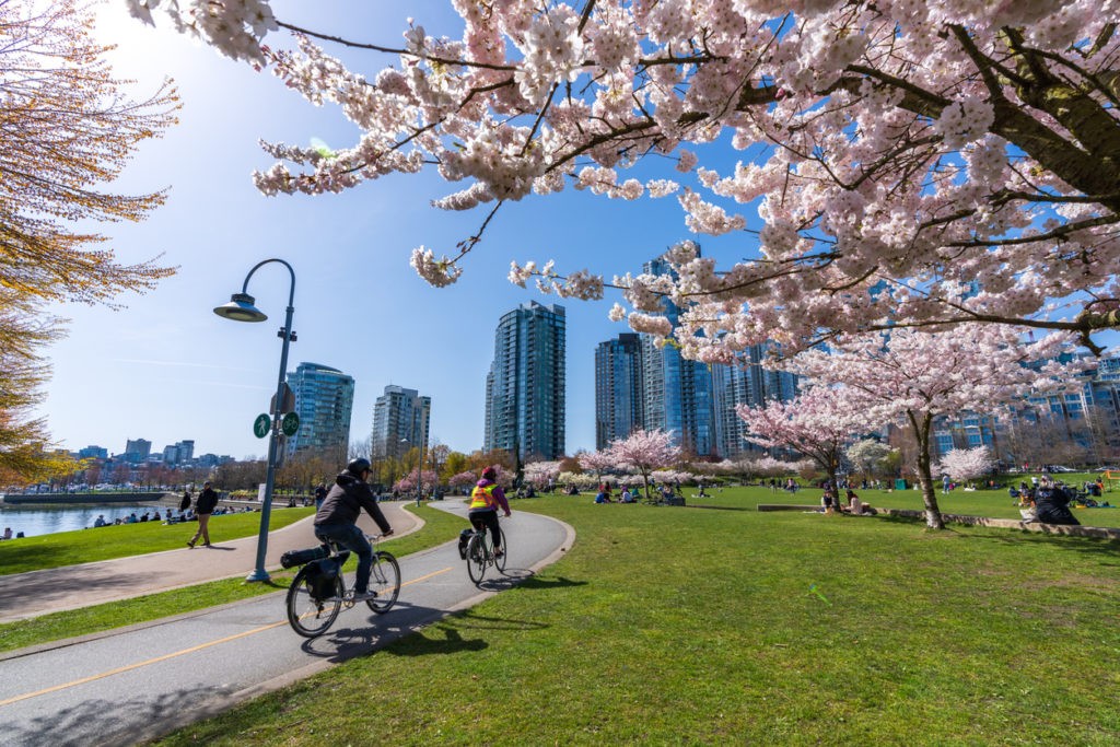 David Lam Park in springtime, cherry blossom flowers in full bloom. Vancouver city, BC, Canada.