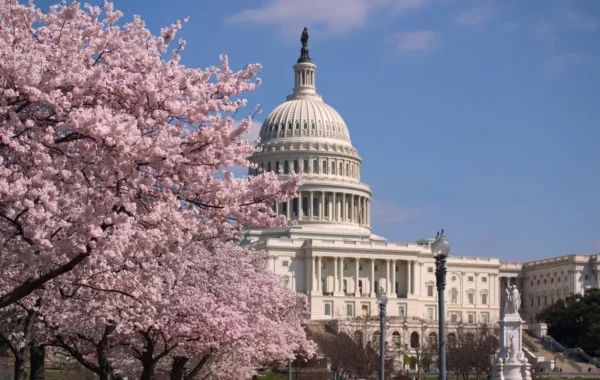 10 Best Places for Cherry Blossom Viewing