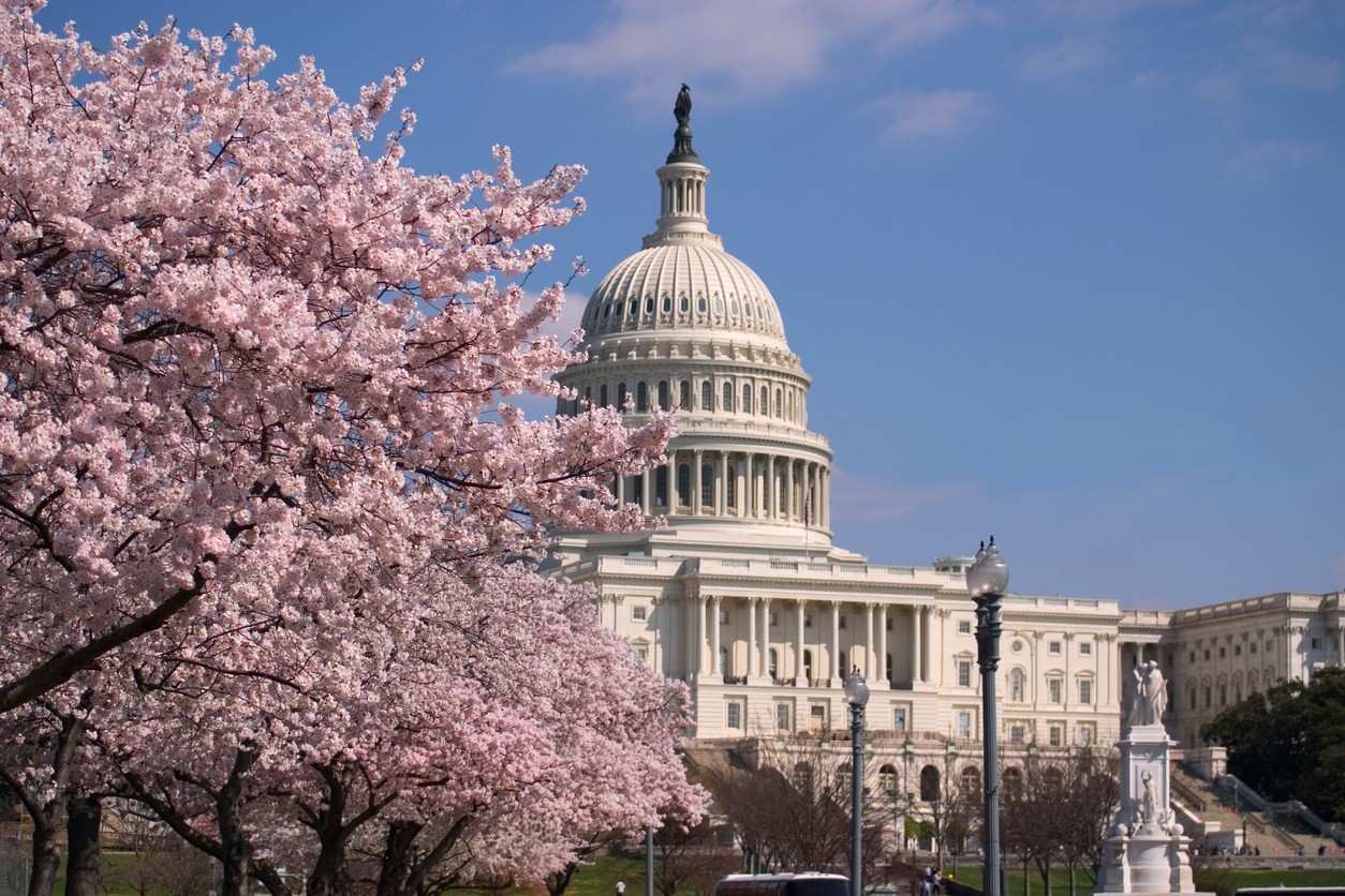 Springtime Splendor: A Guide to the 10 Best Places for Cherry Blossom Viewing