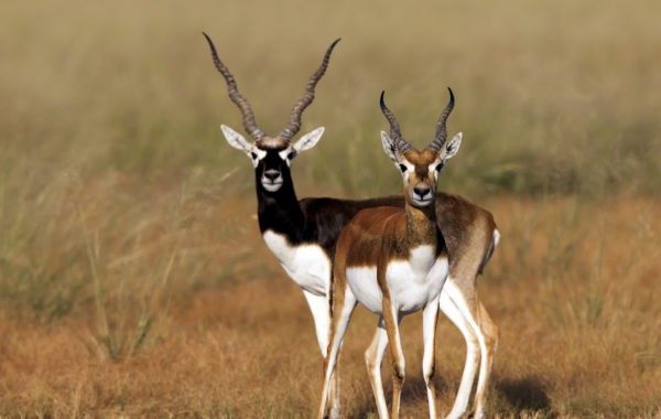 Three new wildlife conservation reserves in Rajasthan