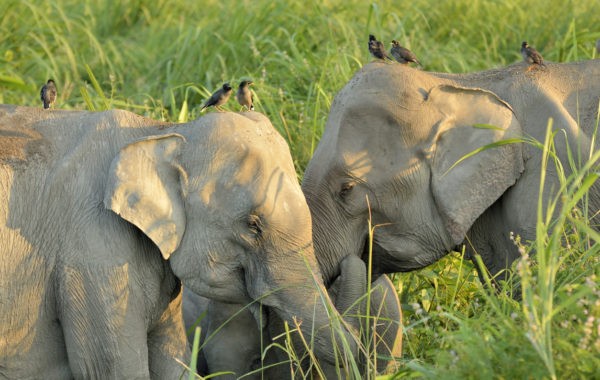 Kaziranga National Park Gaj Utsav 2023