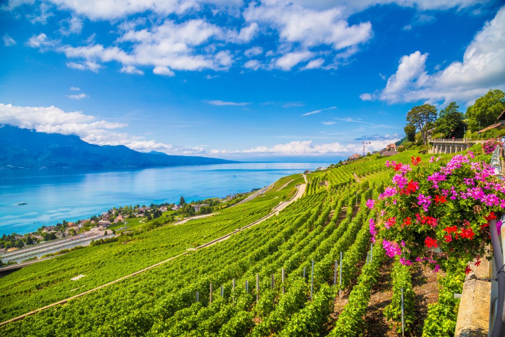 Lavaux, Vineyard Terraces