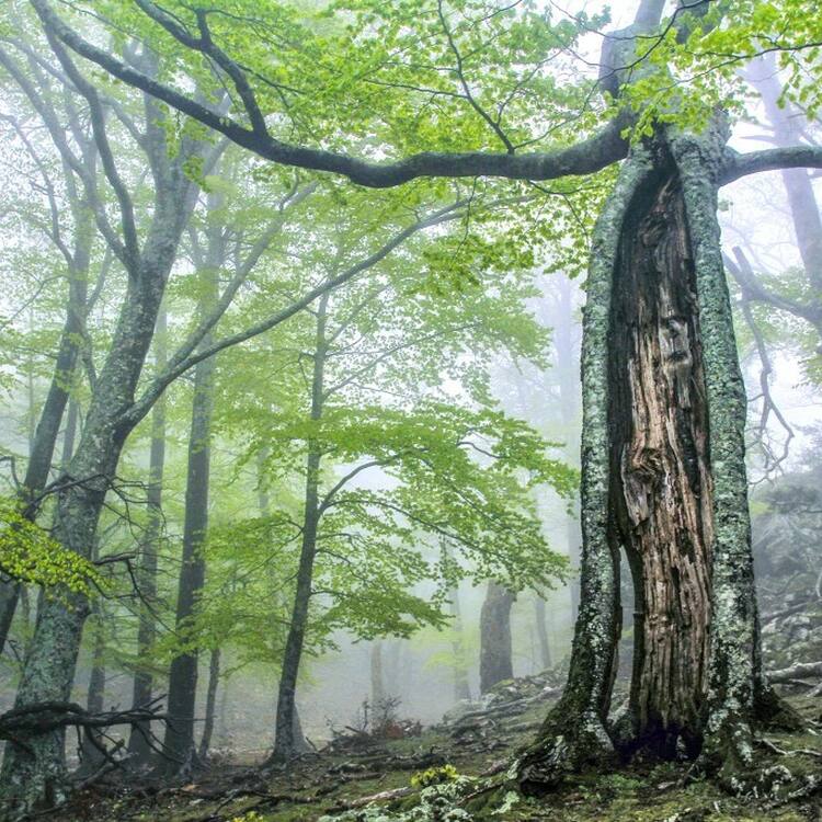  Ancient and Primeval Beech Forests of the Carpathians and Other Regions of Europe (extension 2021). Massane split beech. © RNN Forêt de la Massane 