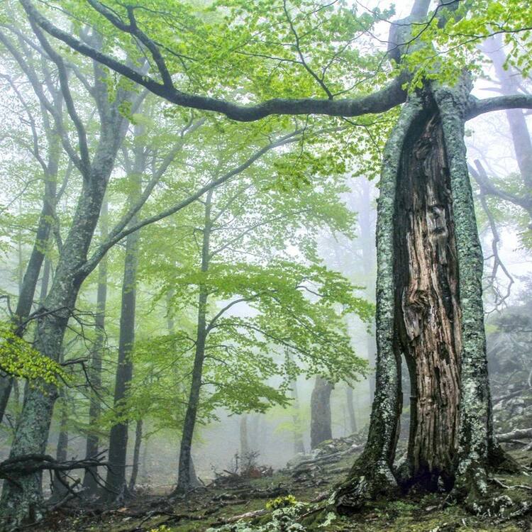 Ancient and Primeval Beech Forests of the Carpathians and Other Regions of Europe (extension 2021). Massane split beech. © RNN Forêt de la Massane