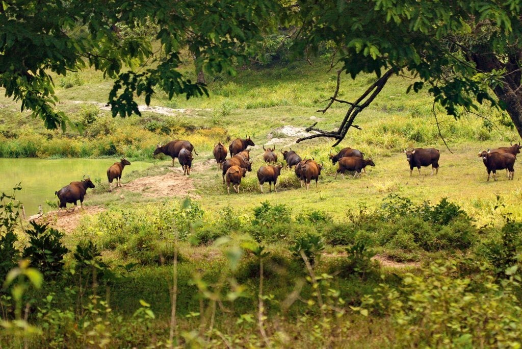 Parambikulam