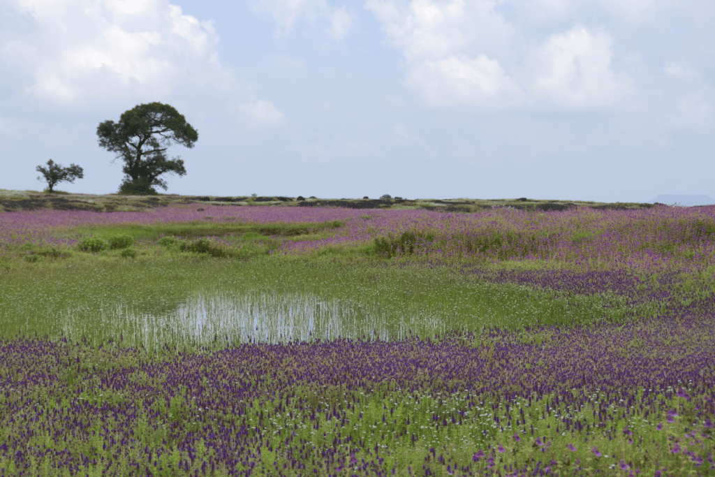 Kaas Plateau, Maharashtra Guide | Monsoon Getaway