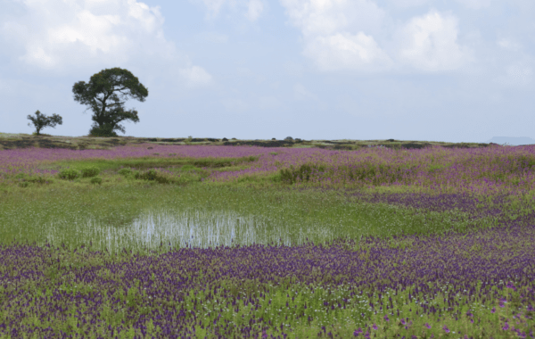 Kaas Plateau, Maharashtra Guide | Monsoon Getaway