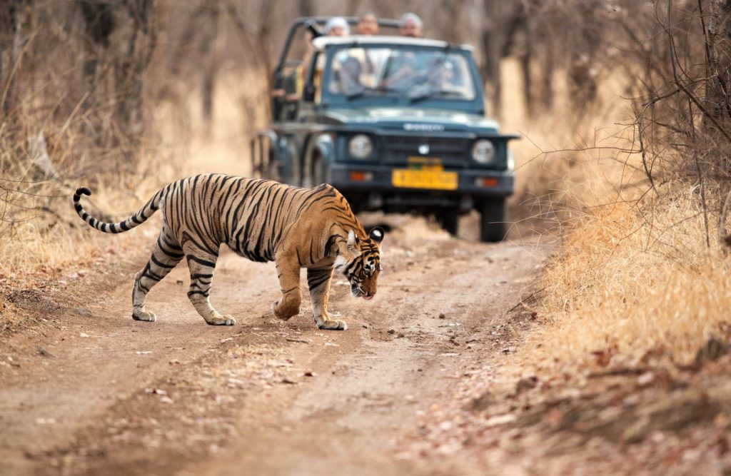 India's Best And New Tiger Reserves For Big Cat Sightings