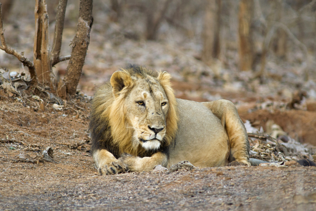 Asiatic Lions in India