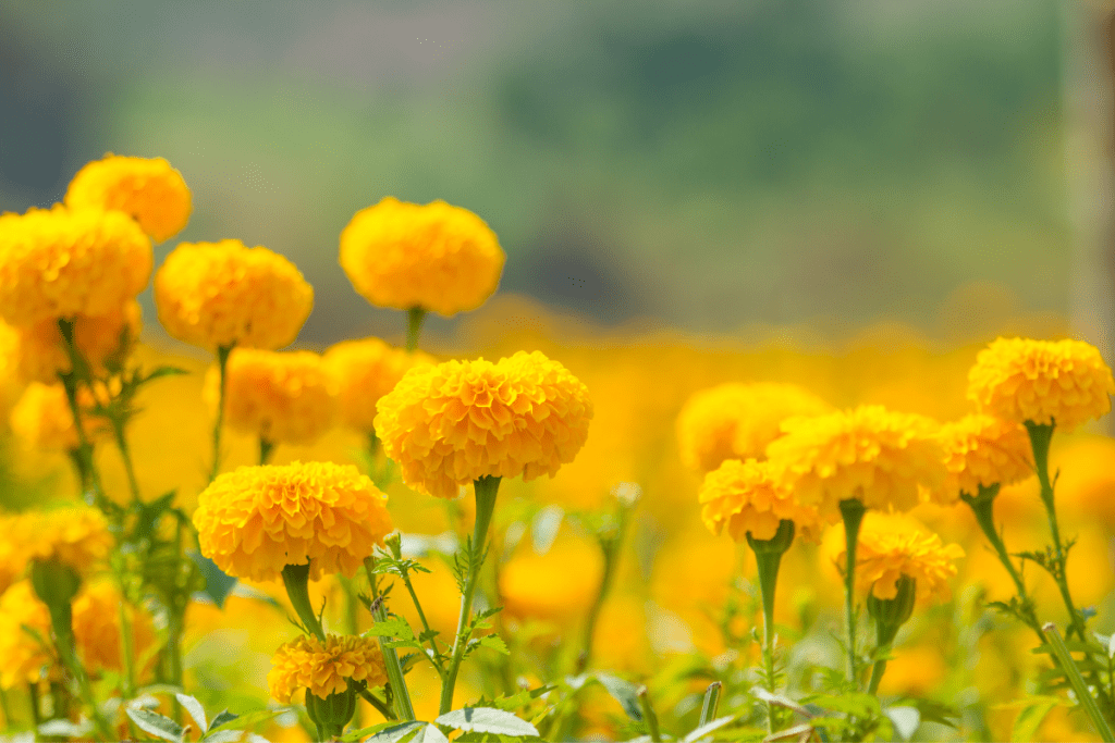 Kattakkada In Kerala Is Attracting Tourists With Its Amazing Marigold Cultivation