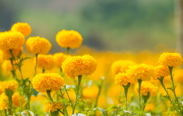 Kattakkada In Kerala Is Attracting Tourists With Its Amazing Marigold Cultivation