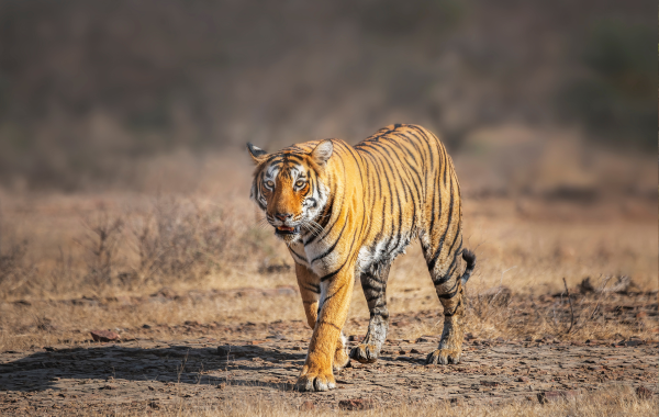 India gets its 54th tiger reserve in Rajasthan's Dholpur-Karauli