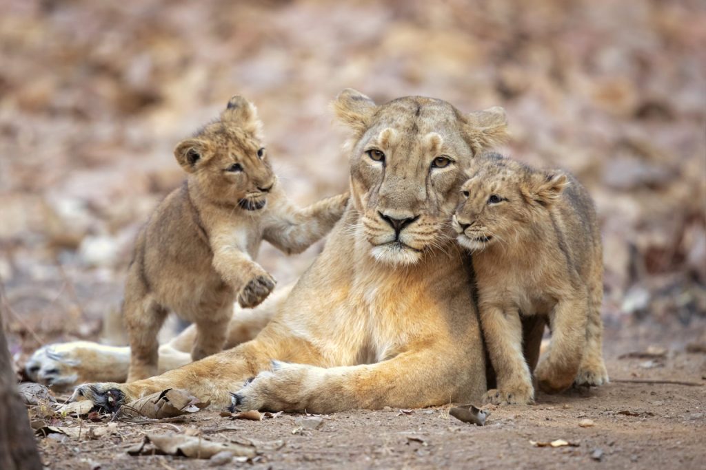 World Lion Day 2023: Steady Rise In Lion Population In India