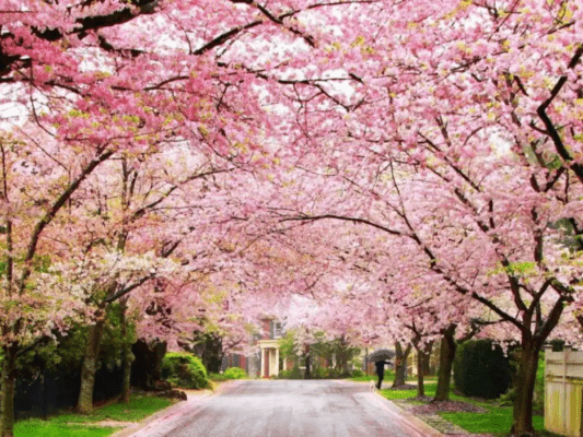 Shillong is gearing up for Cherry Blossom Festival 2023