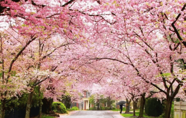 Shillong is gearing up for Cherry Blossom Festival 2023