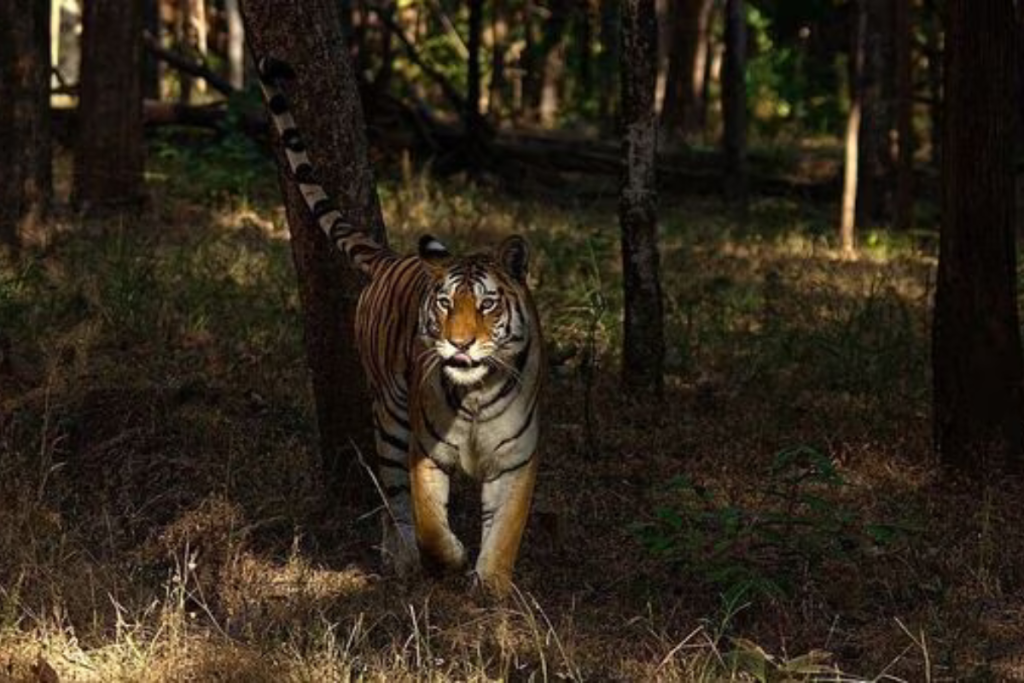 Pench Tiger Reserve Becomes India’s First Dark Sky Park