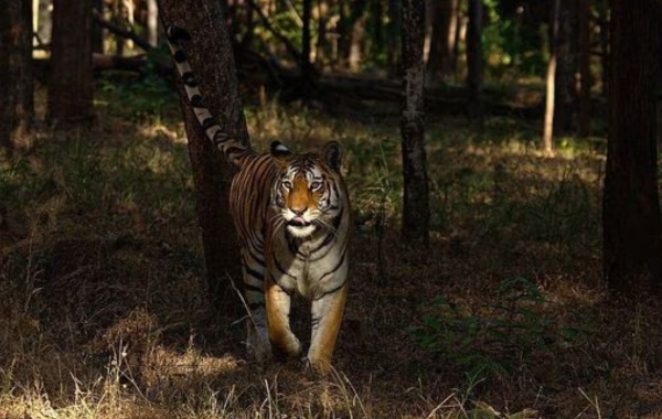 Pench Tiger Reserve Becomes India’s First Dark Sky Park