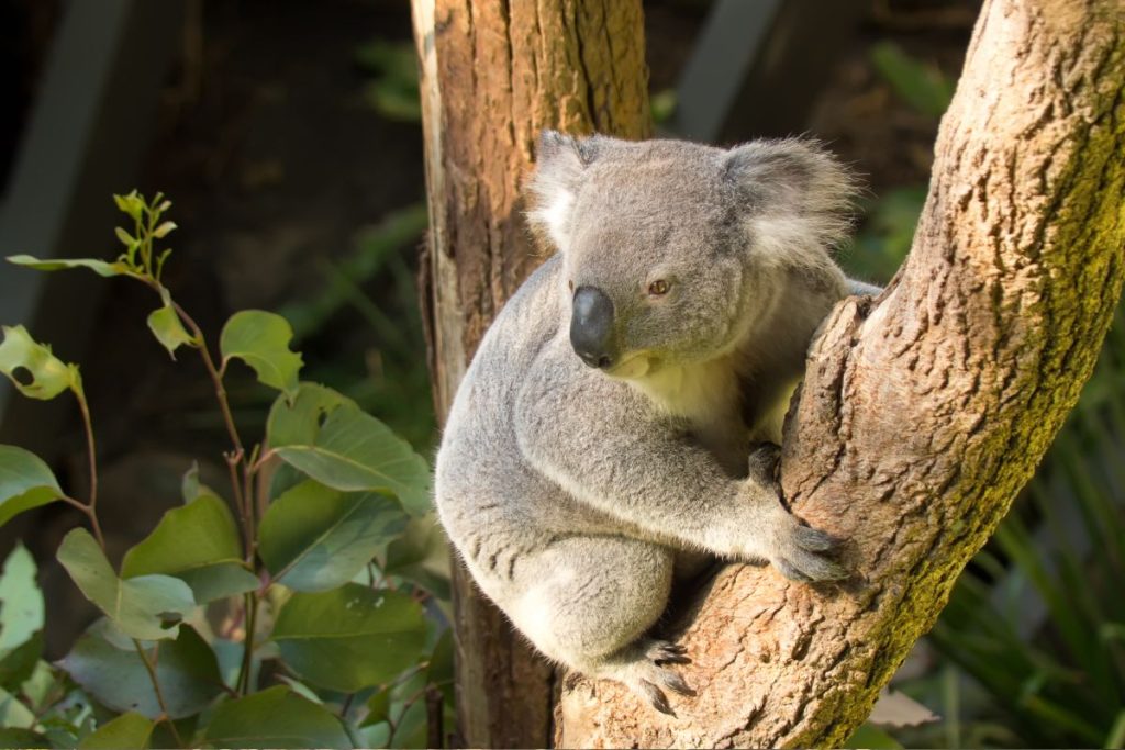 Taronga Zoo