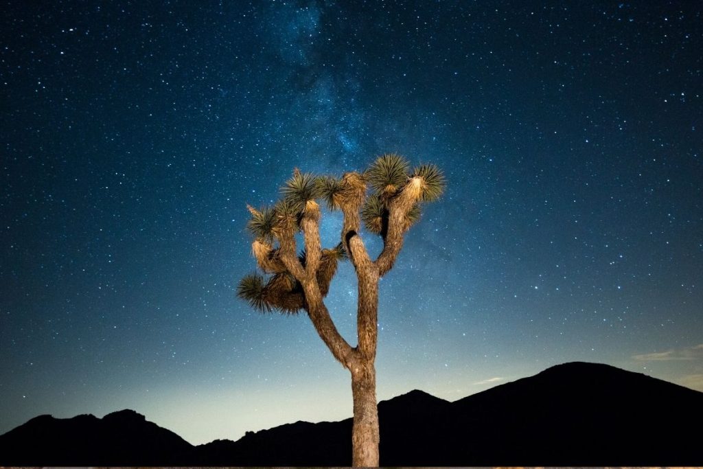 Starry sky at Joshua Tree National Park,
