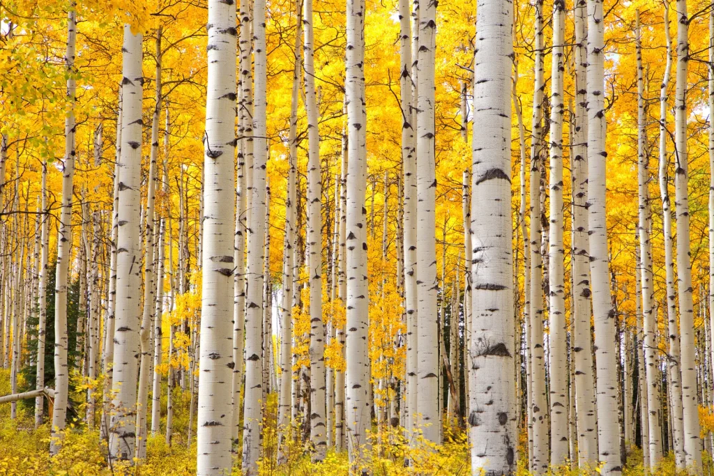 Aspen