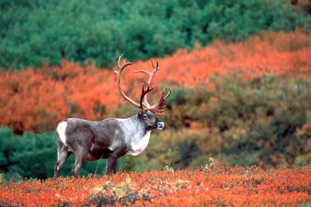 Denali National Park, Alaska, USA