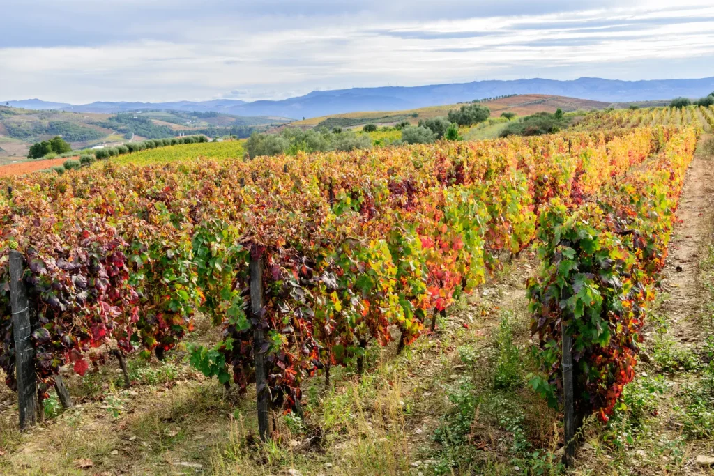 Douro Valley, Portugal
