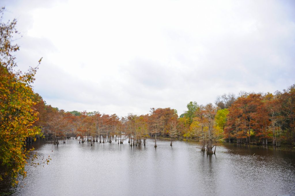 Cruising Through Louisiana’s Fall Colors: The Ultimate Road Trip Guide