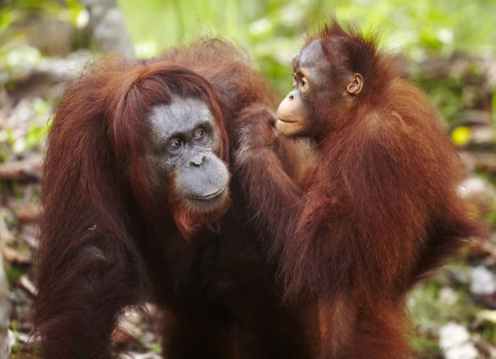 Orangutans in Sarawak. Photo: iStock