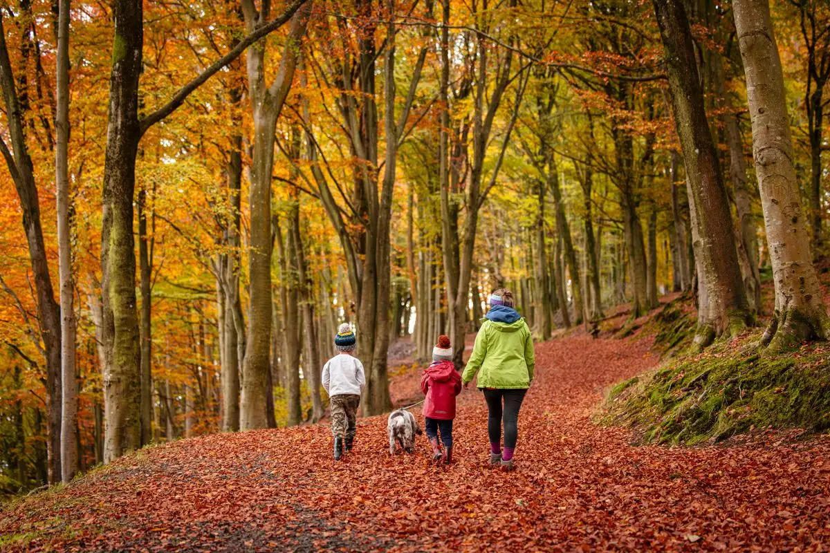 Where to See Autumn Colours in Scotland: 10 Woodland Walks You’ll Love