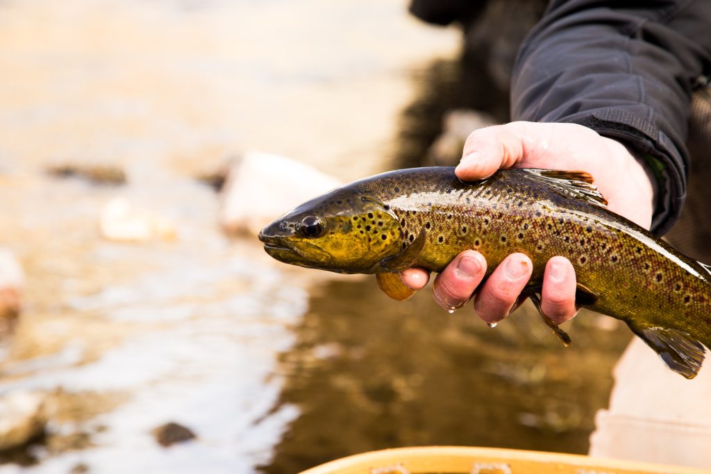 Fishing.