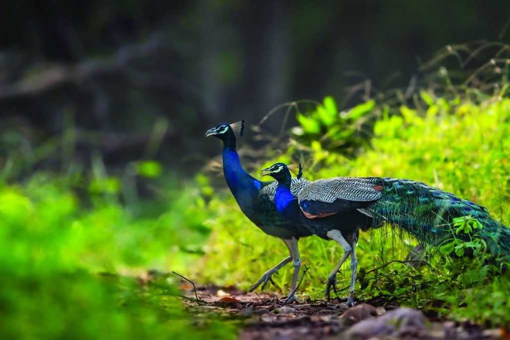 Peacock