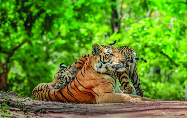 Top Wildlife Sanctuaries and Tiger Reserves in Chhattisgarh: Complete Travel Guide