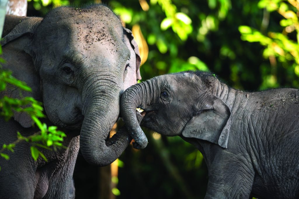 Family of Asian elephants in the wild