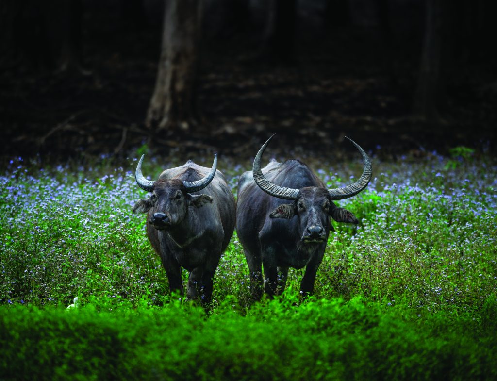 Asiatic Buffalo