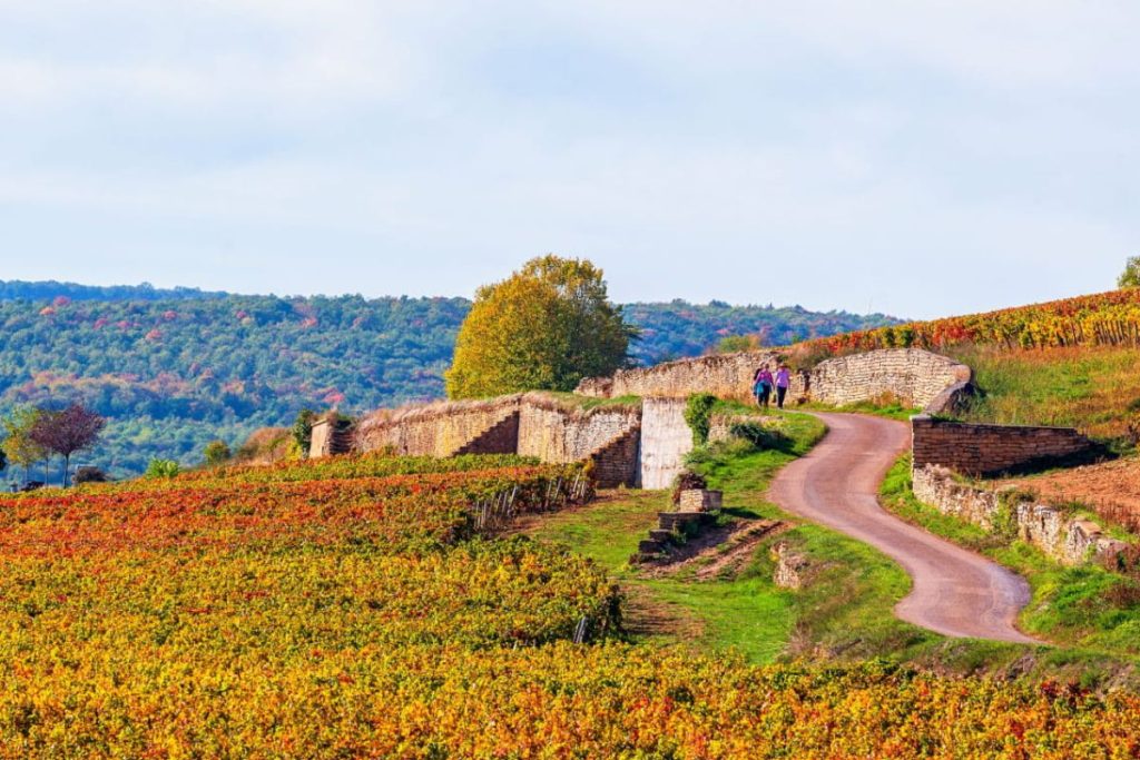 Vineyards of Burgandy