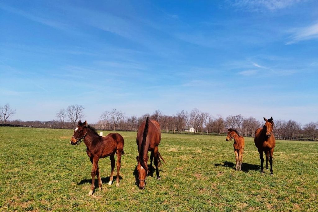 Spendthrift Farm - Lexington, Kentucky