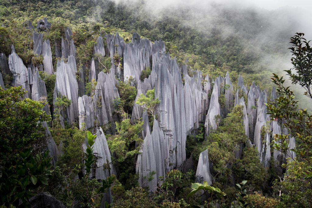 Fog And Mist Over The Pinnacles Of Gunung Mulu National Park.