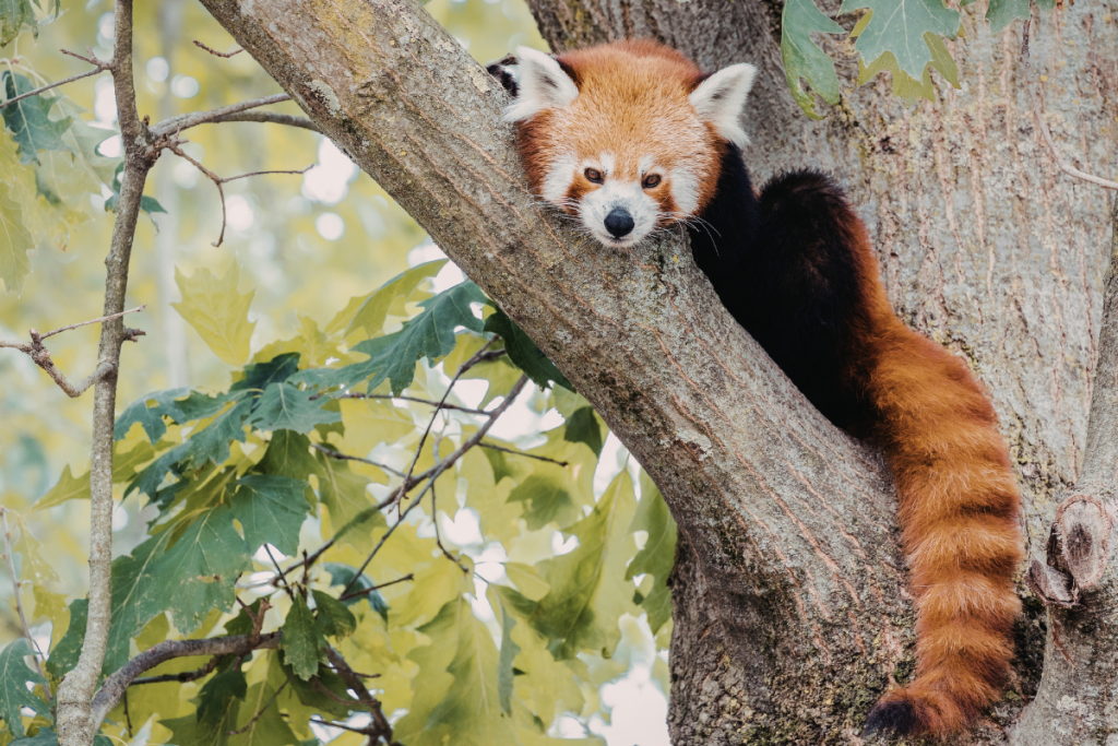 Into the Wild: Arunachal Pradesh’s Most Beautiful Wildlife Sanctuaries and National Parks