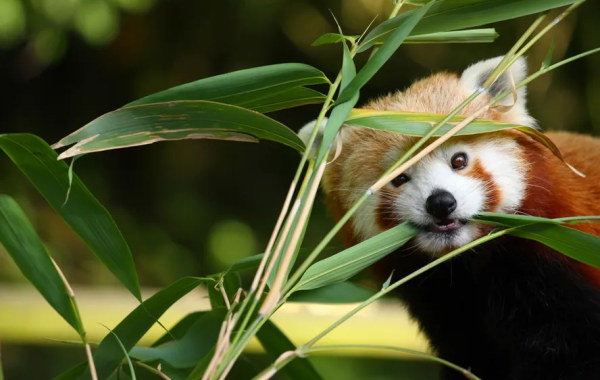 Into the Wild: Arunachal Pradesh’s Most Beautiful Wildlife Sanctuaries and National Parks