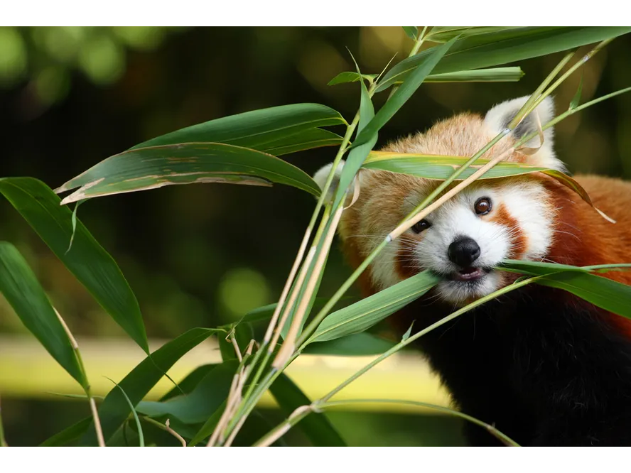 Into the Wild: Arunachal Pradesh’s Most Beautiful Wildlife Sanctuaries and National Parks