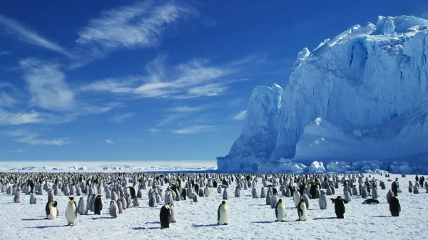 Travel Like David Attenborough: 16 Extraordinary Wildlife Journeys Across the Planet