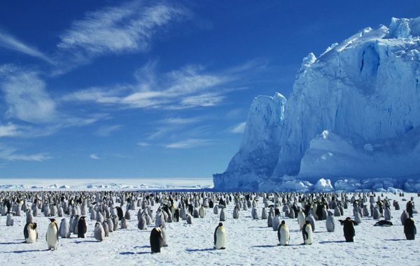 Travel Like David Attenborough: 16 Extraordinary Wildlife Journeys Across the Planet