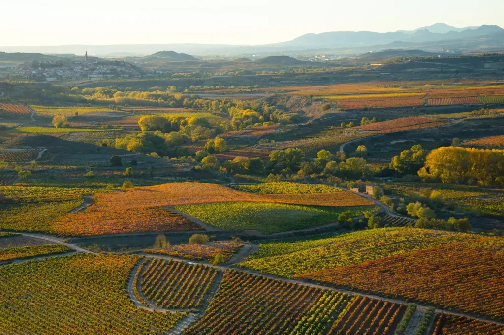 Vineyards in La Rioja. Victor7891/Shutterstock