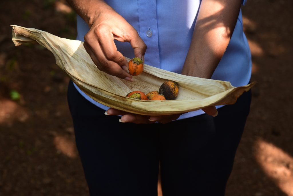 Spice Plantations - Goa